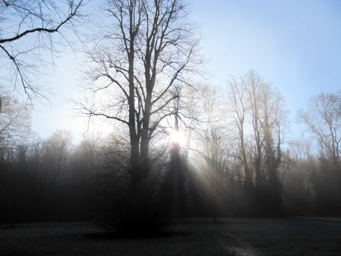 Misty Trees in Kearsney Abbey